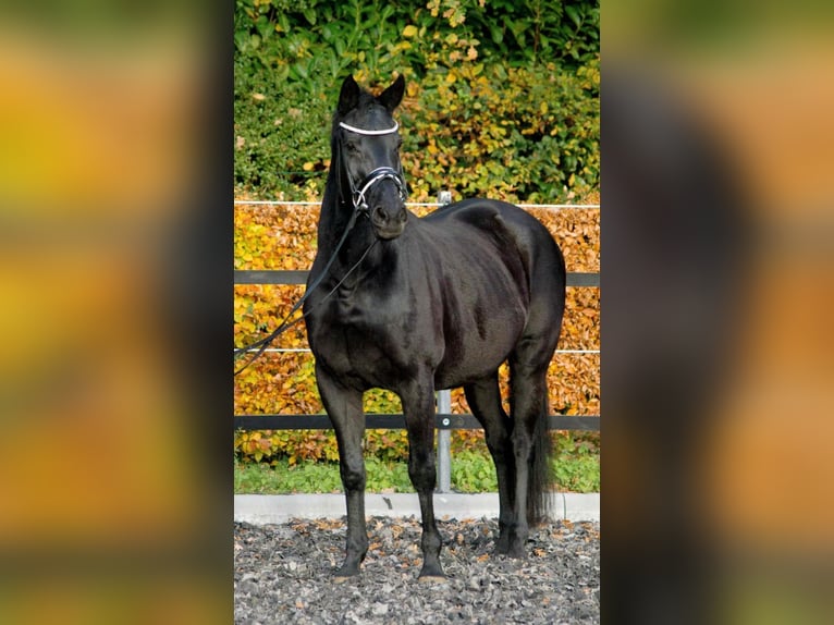 Hannoveraner Stute 19 Jahre 165 cm Schwarzbrauner in Münster