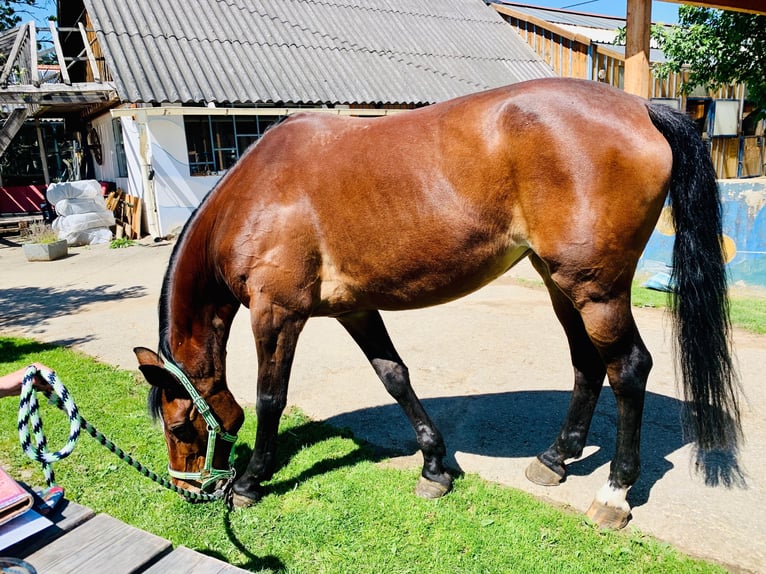 Hannoveraner Stute 19 Jahre 168 cm Brauner in Bad Gams