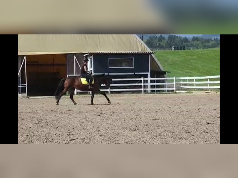 Hannoveraner Stute 19 Jahre 168 cm Brauner in Bad Gams