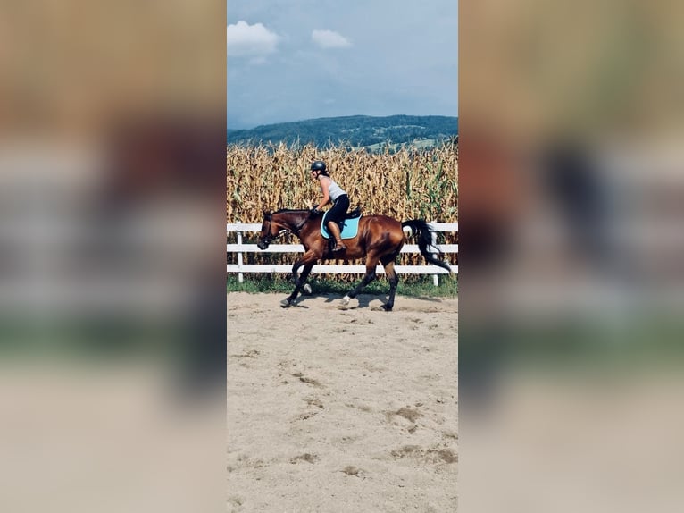 Hannoveraner Stute 19 Jahre 168 cm Brauner in Bad Gams