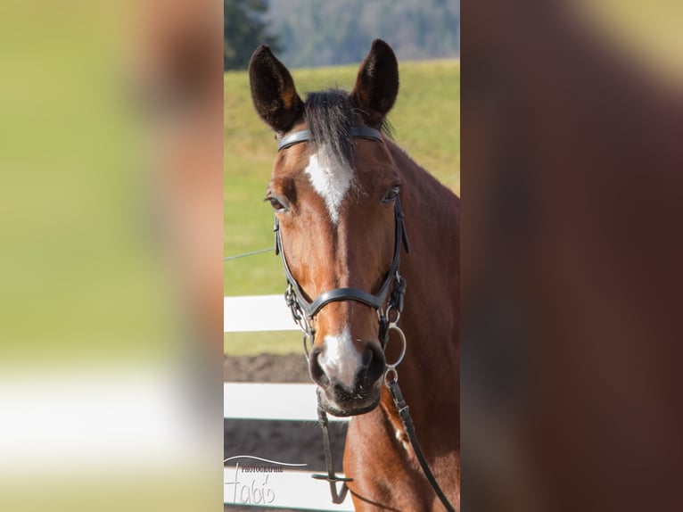 Hannoveraner Stute 19 Jahre 168 cm Brauner in Bad Gams