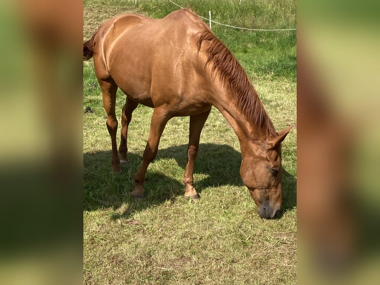Hannoveraner Stute 19 Jahre 168 cm Fuchs in Marsberg