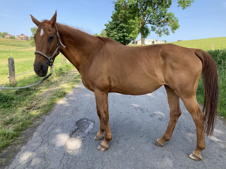 Hannoveraner Stute 19 Jahre 168 cm Fuchs in Marsberg
