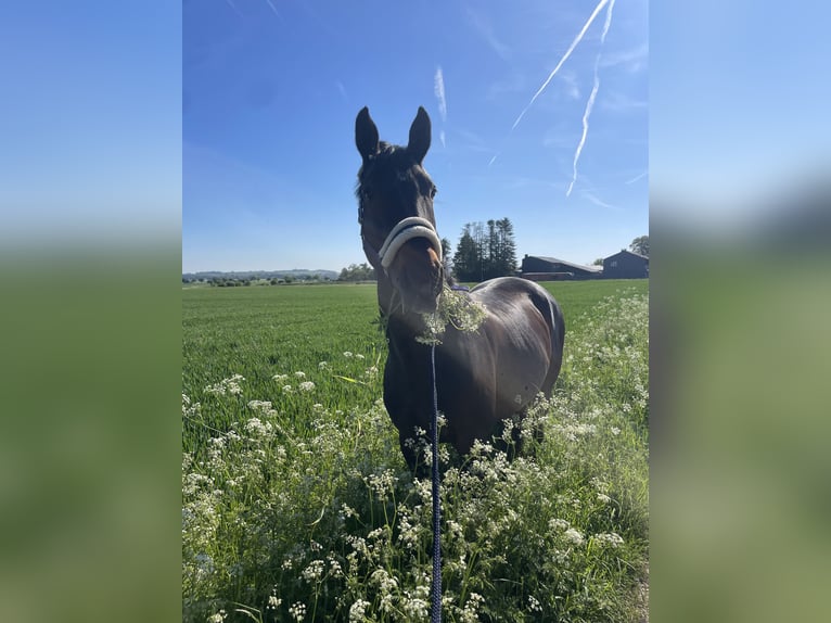 Hannoveraner Stute 19 Jahre 173 cm Dunkelbrauner in Barsinghausen