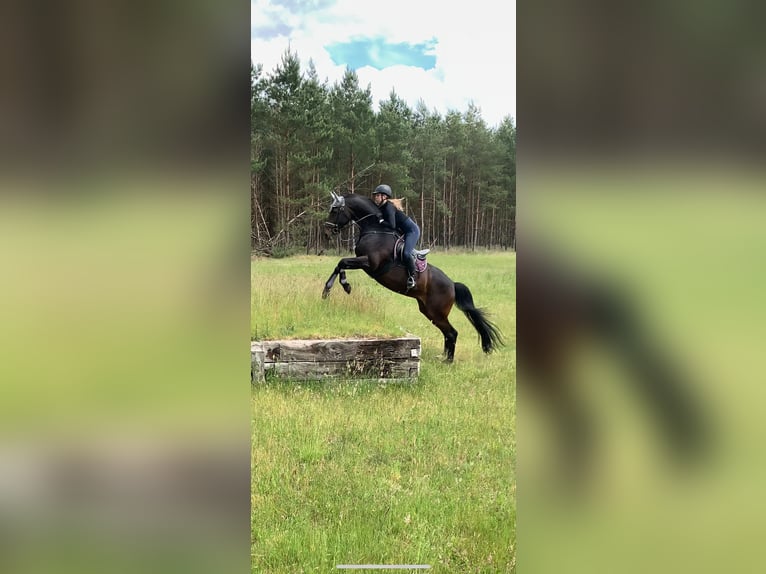 Hannoveraner Stute 19 Jahre 173 cm Dunkelbrauner in Barsinghausen