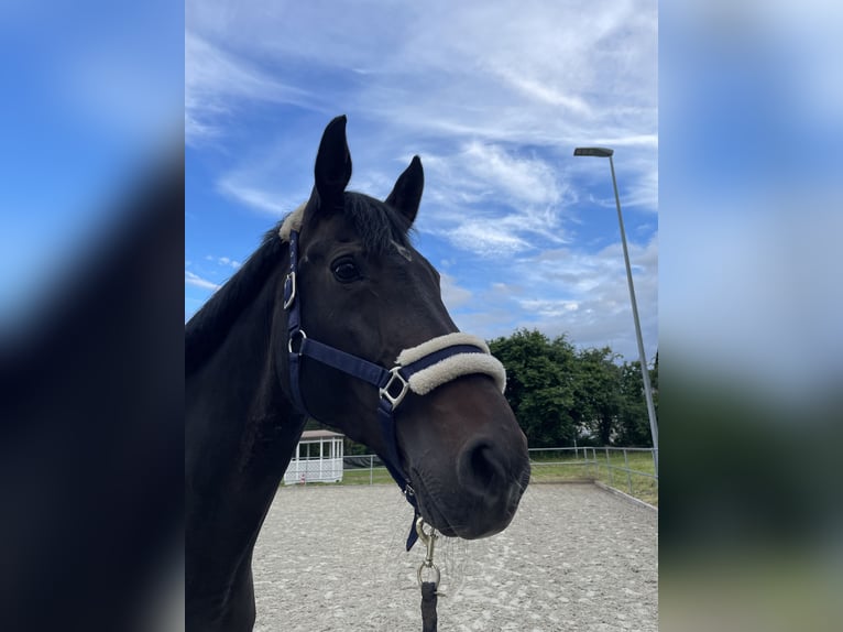 Hannoveraner Stute 19 Jahre 173 cm Dunkelbrauner in Barsinghausen