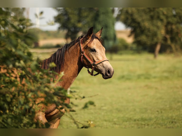 Hannoveraner Stute 1 Jahr 147 cm Braunfalbschimmel in Moers