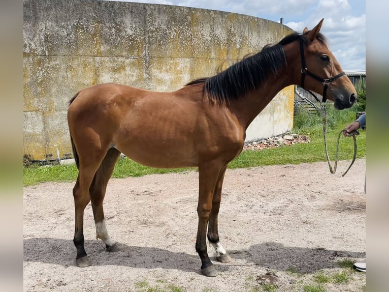 Hannoveraner Stute 1 Jahr 150 cm Brauner in Gifhorn