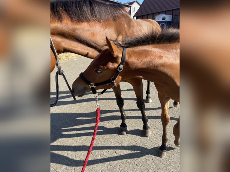 Hannoveraner Stute 1 Jahr 150 cm Brauner in Gifhorn