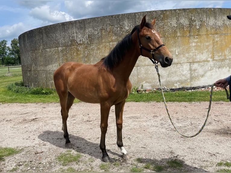 Hannoveraner Stute 1 Jahr 150 cm Brauner in Gifhorn