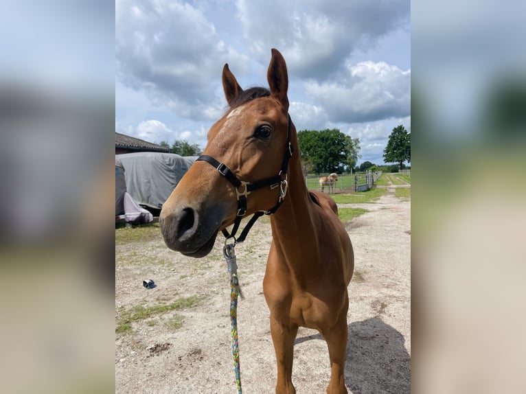 Hannoveraner Stute 1 Jahr 150 cm Brauner in Gifhorn