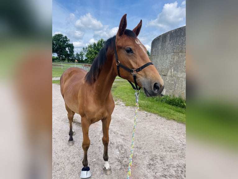 Hannoveraner Stute 1 Jahr 150 cm Brauner in Gifhorn