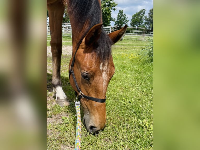 Hannoveraner Stute 1 Jahr 150 cm Brauner in Gifhorn