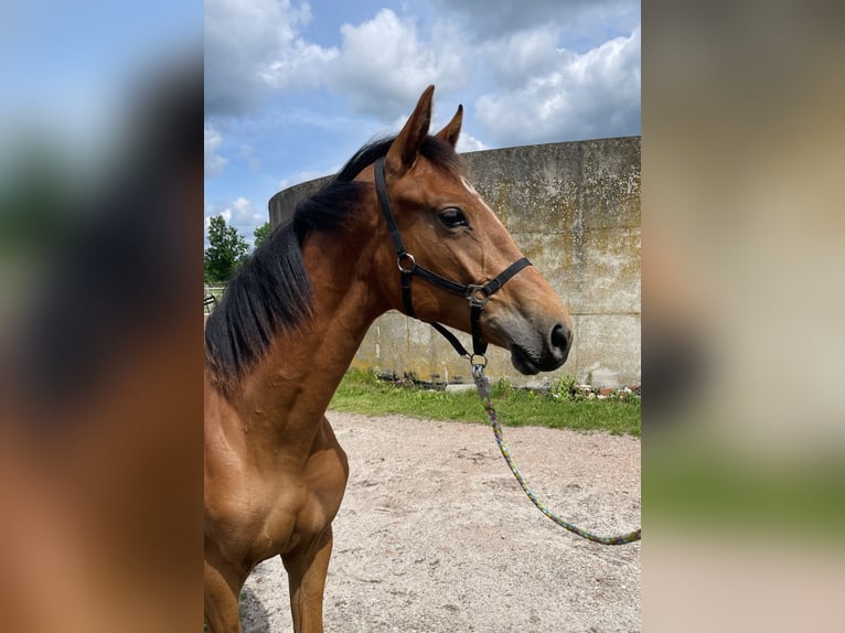 Hannoveraner Stute 1 Jahr 150 cm Brauner in Gifhorn