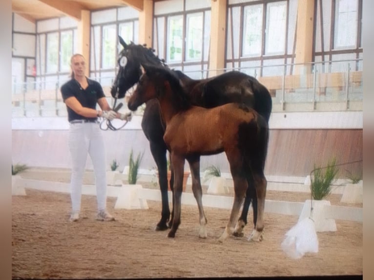 Hannoveraner Stute 1 Jahr 163 cm Brauner in Heidenrod