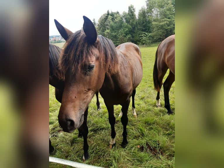Hannoveraner Stute 1 Jahr 163 cm Brauner in Heidenrod