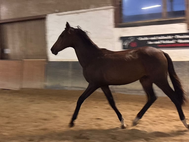 Hannoveraner Stute 1 Jahr 163 cm Brauner in Heidenrod