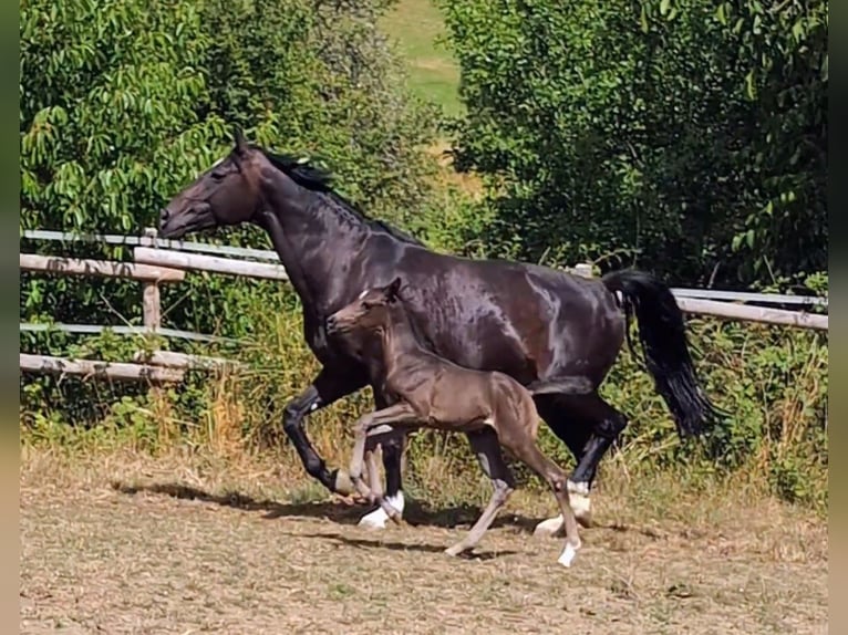 Hannoveraner Stute 1 Jahr 164 cm Dunkelbrauner in Herren-Sulzbach