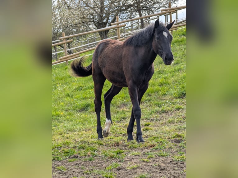 Hannoveraner Stute 1 Jahr 164 cm Dunkelbrauner in Herren-Sulzbach