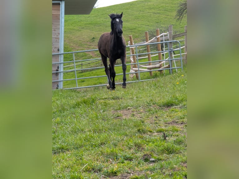 Hannoveraner Stute 1 Jahr 164 cm Dunkelbrauner in Herren-Sulzbach