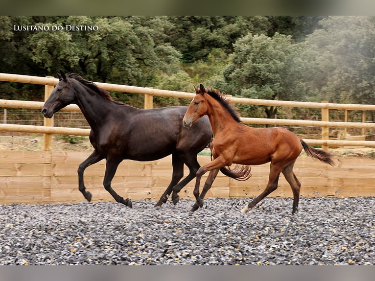 Hannoveraner Mix Stute 1 Jahr 165 cm Brauner in Générac
