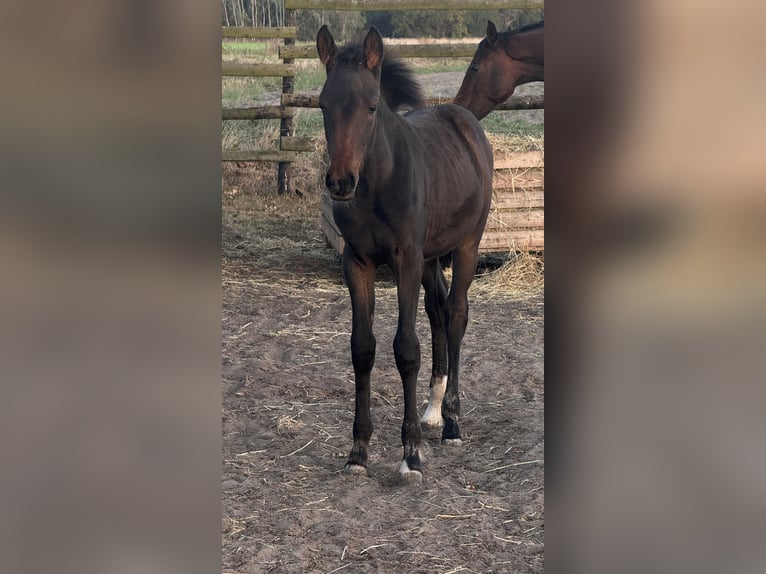 Hannoveraner Mix Stute 1 Jahr 165 cm Dunkelbrauner in Uetze