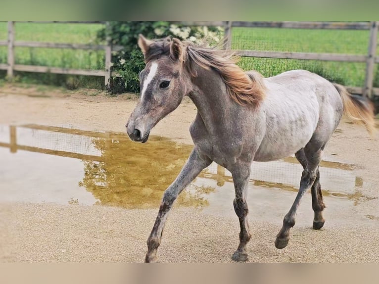 Hannoveraner Stute 1 Jahr 166 cm Kann Schimmel werden in Langenau