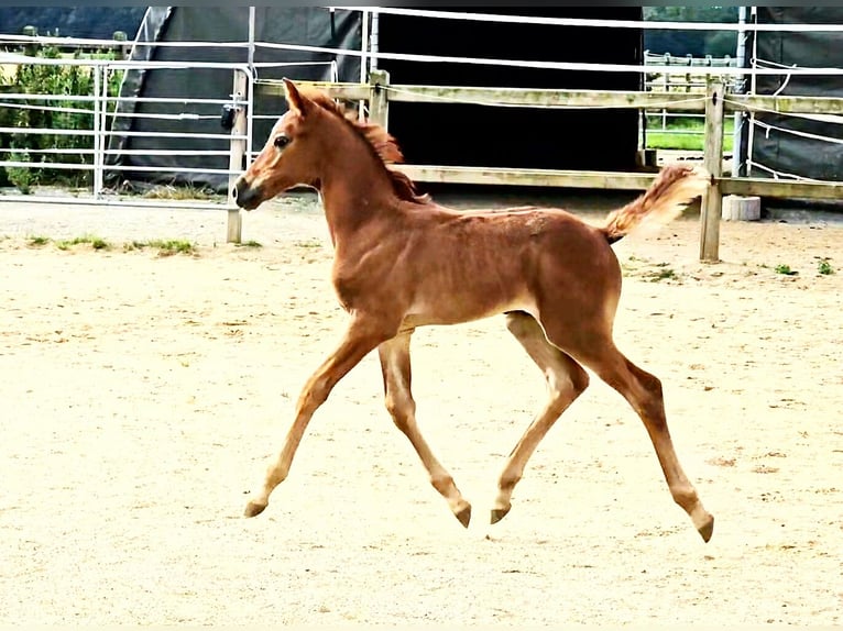 Hannoveraner Stute 1 Jahr 166 cm Kann Schimmel werden in Langenau