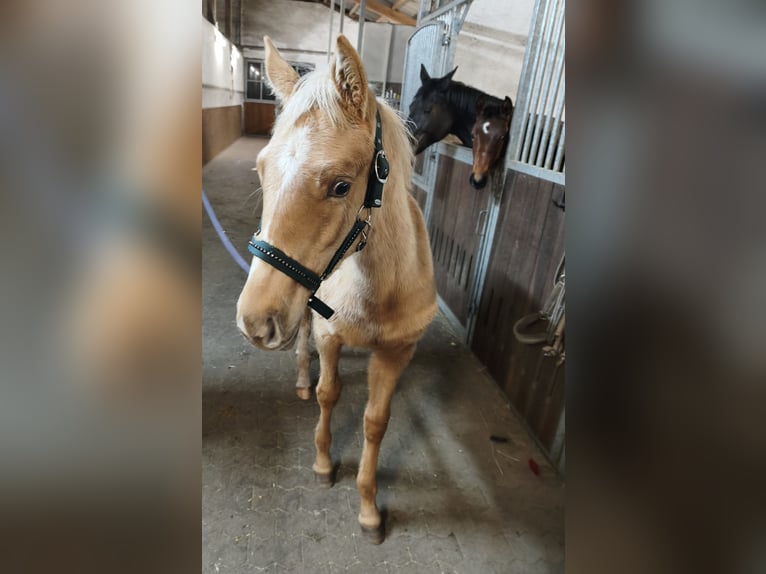 Hannoveraner Stute 1 Jahr 166 cm Palomino in Weiskirchen