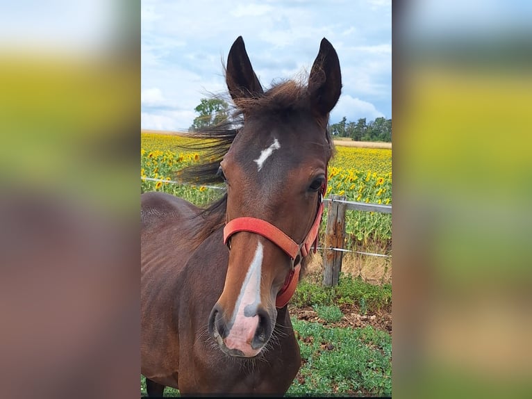 Hannoveraner Stute 1 Jahr 167 cm Brauner in Mansfeld