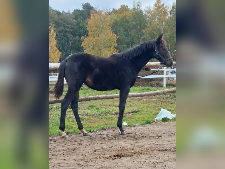 Hannoveraner Stute 1 Jahr 167 cm Dunkelbrauner in Żory