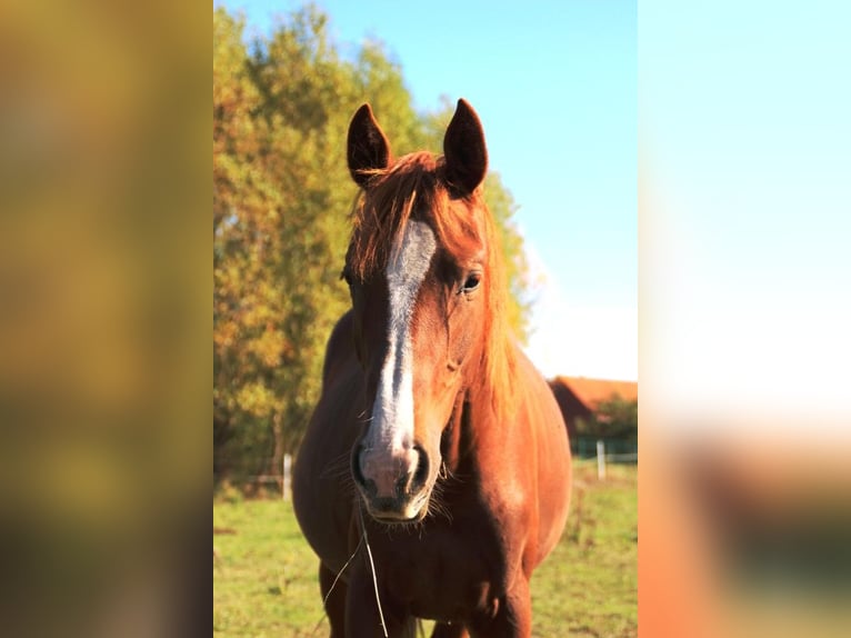 Hannoveraner Stute 1 Jahr 167 cm Fuchs in Neuhaus