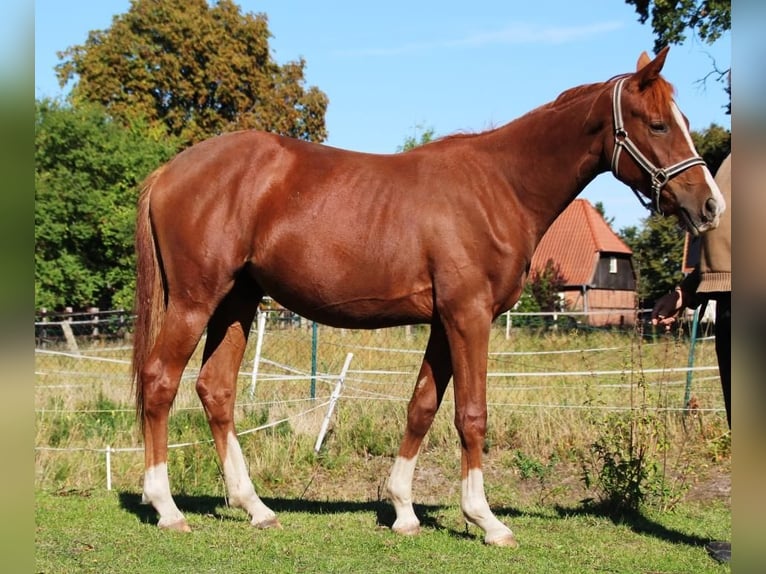 Hannoveraner Stute 1 Jahr 167 cm Fuchs in Neuhaus