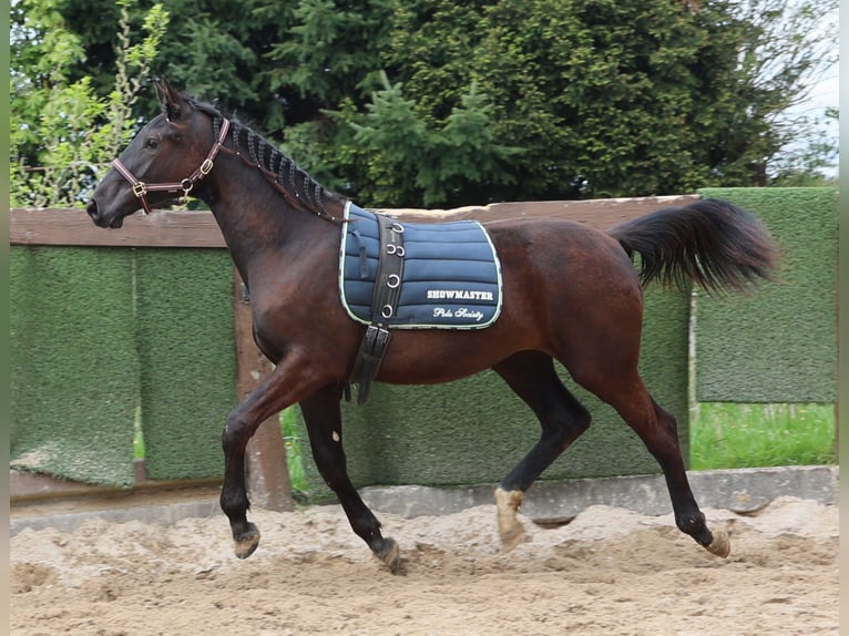 Hannoveraner Stute 1 Jahr 167 cm Schwarzbrauner in Sinntal