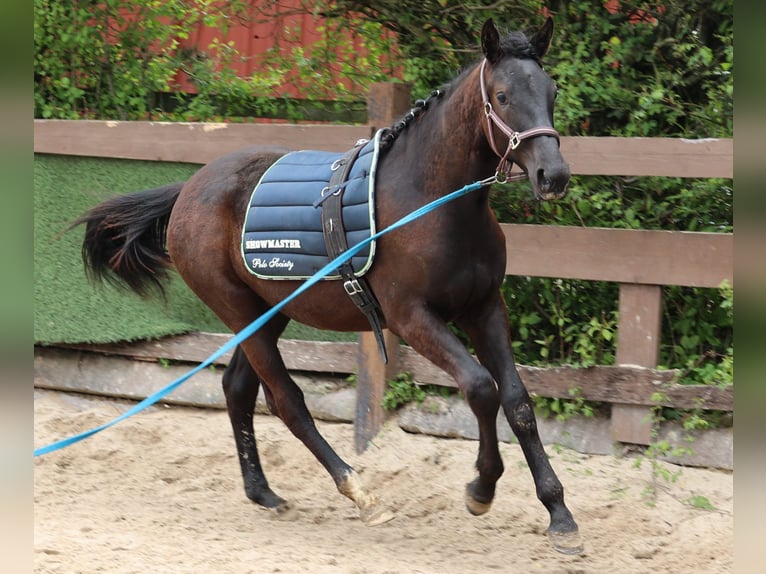 Hannoveraner Stute 1 Jahr 167 cm Schwarzbrauner in Sinntal