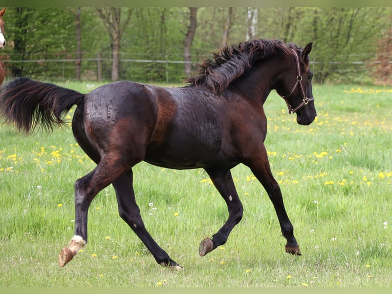 Hannoveraner Stute 1 Jahr 167 cm Schwarzbrauner in Sinntal