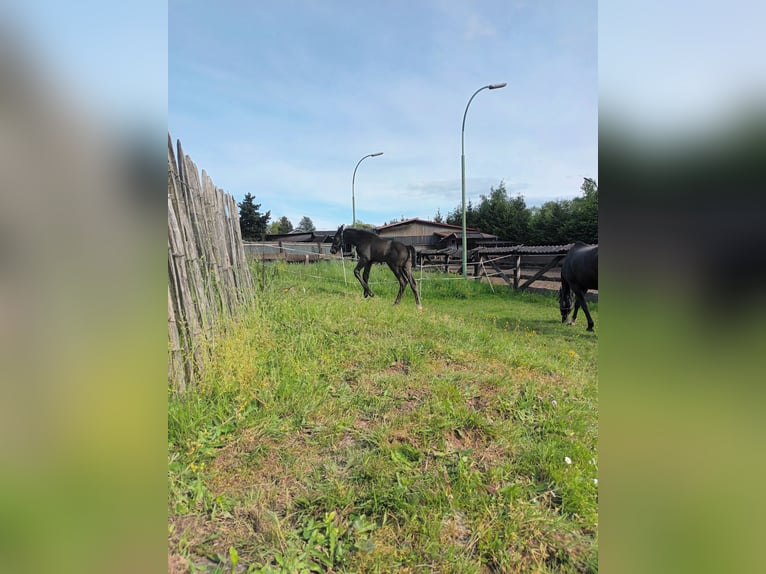 Hannoveraner Stute 1 Jahr 167 cm Schwarzbrauner in Sinntal