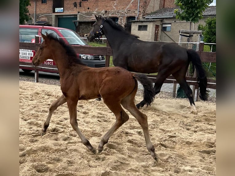 Hannoveraner Stute 1 Jahr 168 cm Brauner in Mansfeld