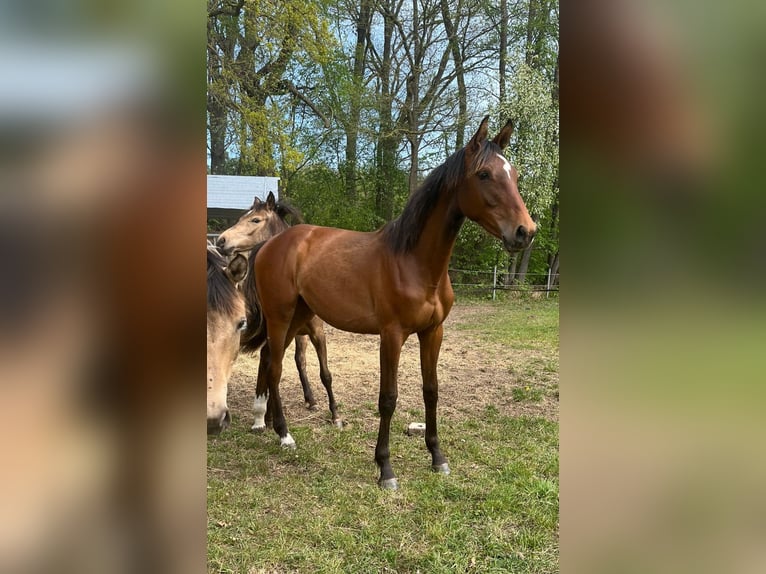 Hannoveraner Stute 1 Jahr 168 cm Brauner in Bienenbüttel