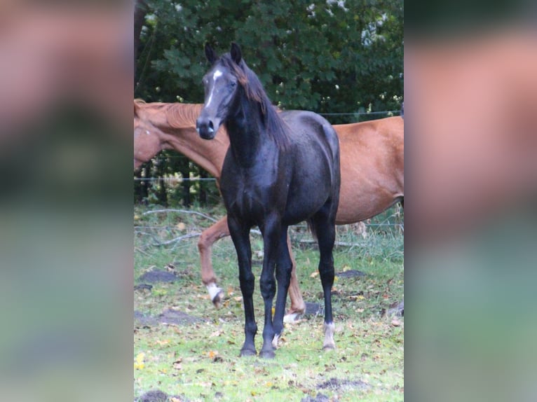 Hannoveraner Stute 1 Jahr 168 cm Rappe in Neustadt-Glewe