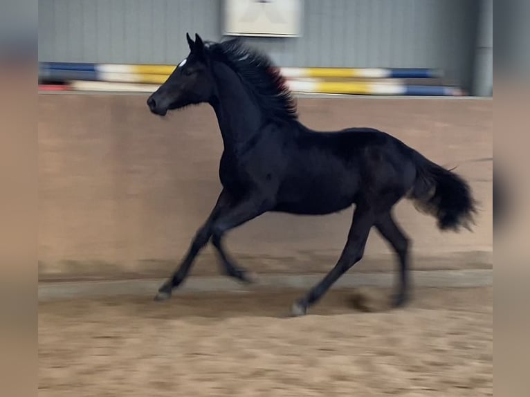 Hannoveraner Stute 1 Jahr 168 cm Rappe in Achim