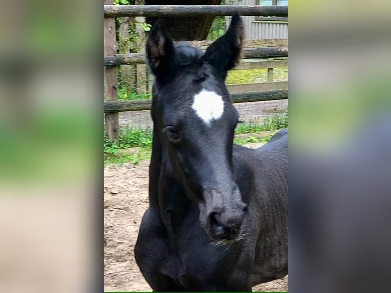 Hannoveraner Stute 1 Jahr 168 cm Rappe in Achim