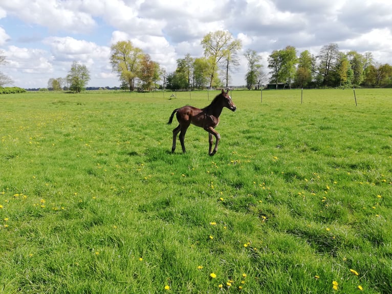 Hannoveraner Stute 1 Jahr 168 cm Schwarzbrauner in Oyten