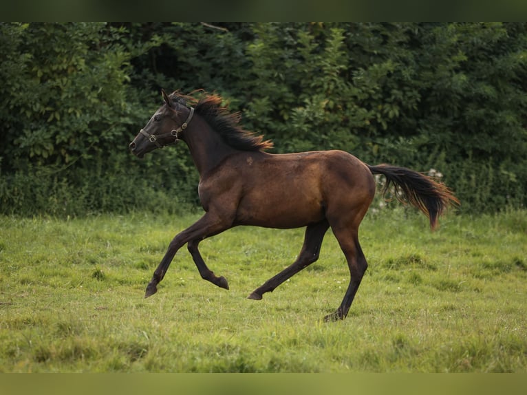 Hannoveraner Stute 1 Jahr 169 cm Rappe in Moers