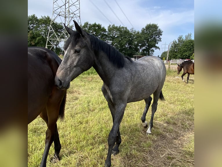 Hannoveraner Stute 1 Jahr 170 cm Apfelschimmel in Wagenfeld