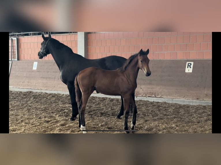 Hannoveraner Stute 1 Jahr 170 cm Brauner in Langwedel
