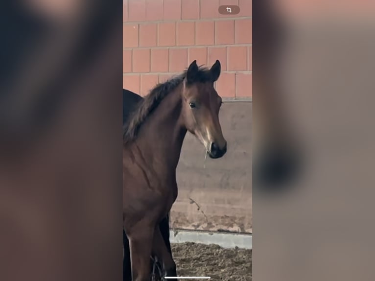 Hannoveraner Stute 1 Jahr 170 cm Brauner in Langwedel