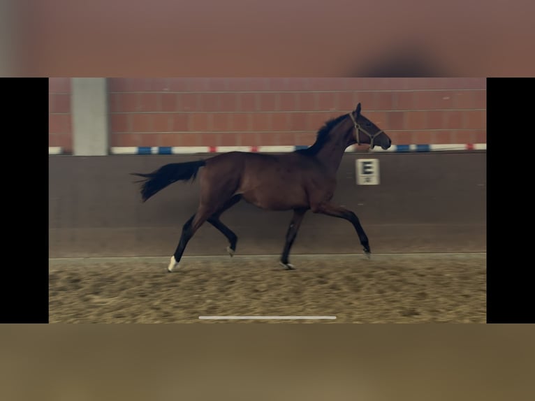 Hannoveraner Stute 1 Jahr 170 cm Brauner in Langwedel