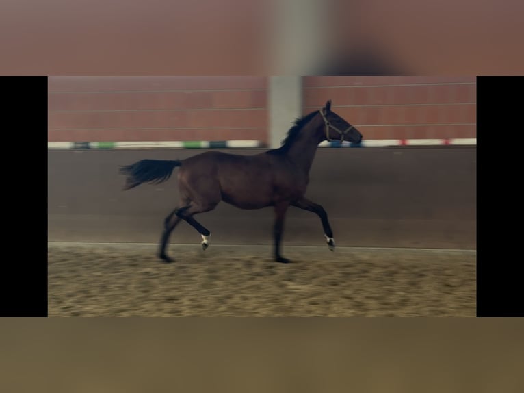 Hannoveraner Stute 1 Jahr 170 cm Brauner in Langwedel