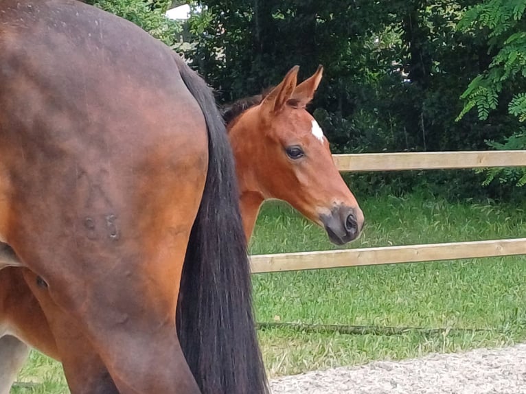 Hannoveraner Stute 1 Jahr 170 cm Brauner in Walsrode